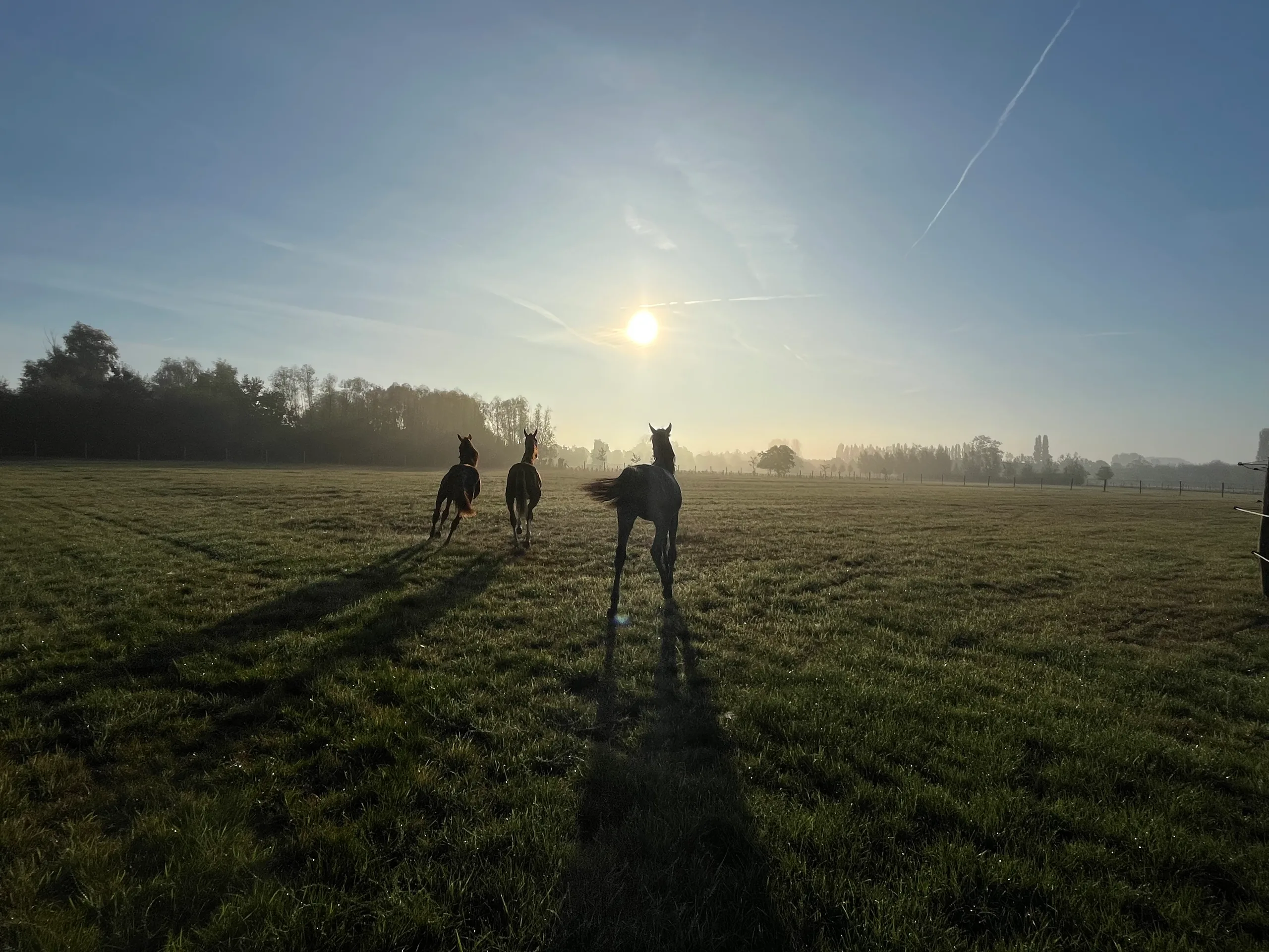 Jonge paarden in galop door de weide bij zonsopgang