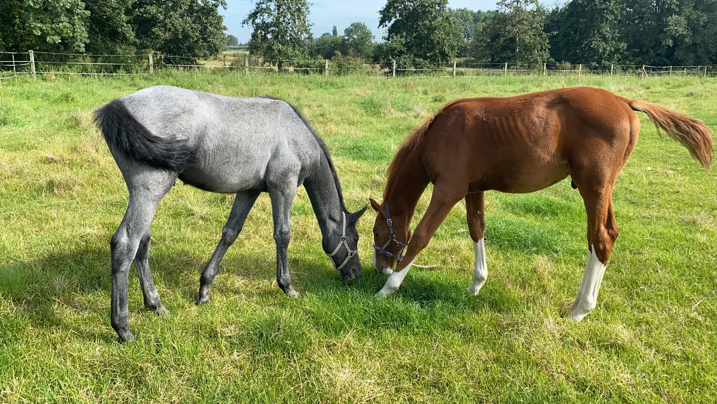 Een van onze springpaarden